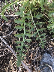 Pedicularis semibarbata