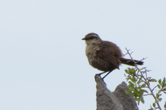 Scelorchilus albicollis