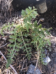 Pedicularis semibarbata