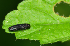 Agrilinae