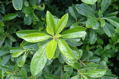 Pittosporum pentandrum