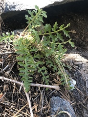 Pedicularis semibarbata