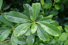 Pittosporum pentandrum