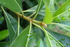Pittosporum pentandrum