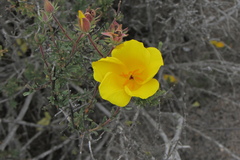 Balbisia peduncularis