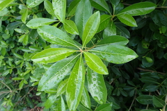 Pittosporum pentandrum