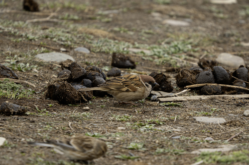 Eurasian Tree Sparrow