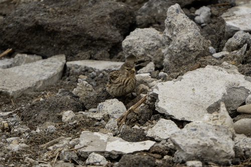 Twite