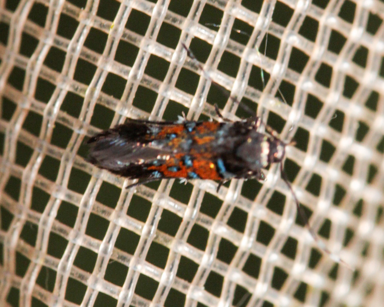 Stagmatophora heydeniella