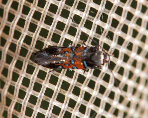 Stagmatophora heydeniella