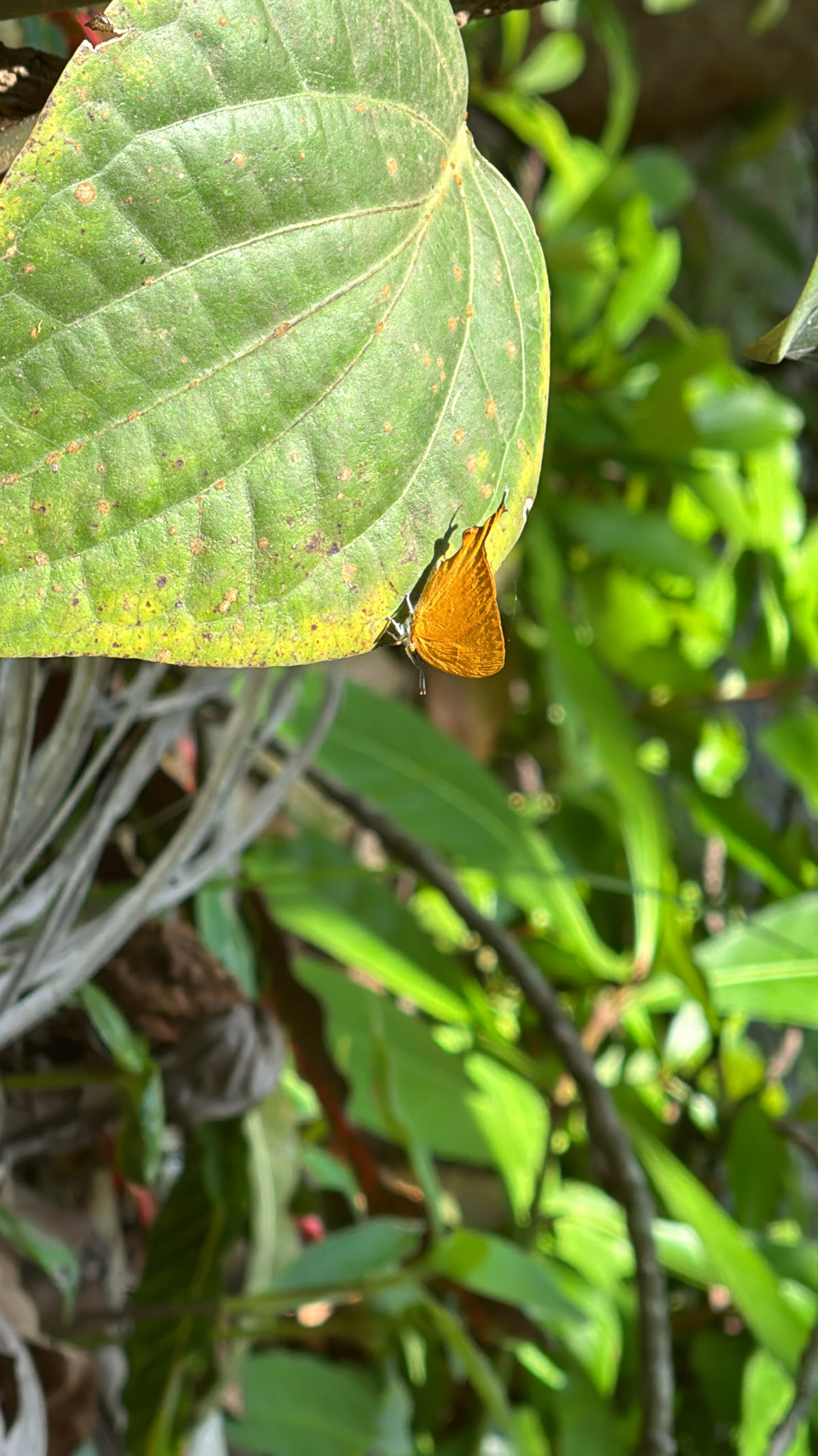 Yamfly