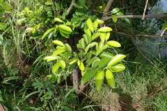 Diospyros maritima