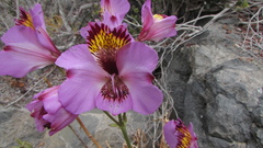 Alstroemeria magnifica