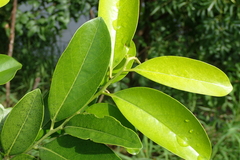 Diospyros maritima