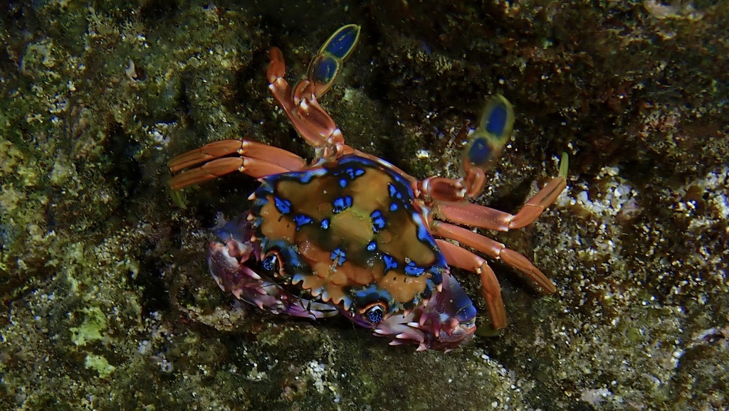 rainbow crab