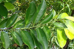 Diospyros maritima