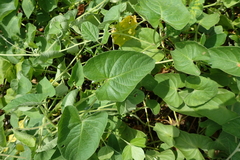 Ipomoea biflora