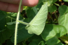 Ipomoea biflora