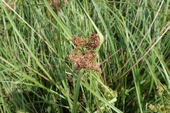 Cyperus javanicus