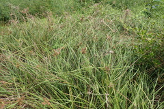 Cyperus javanicus