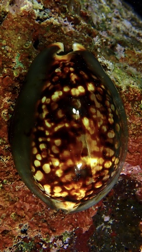 Mauritia mauritiana observed 2025-05-05