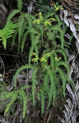 Sticherus squamulosus