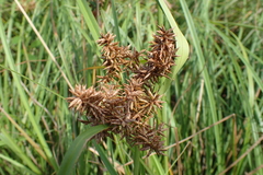Cyperus javanicus