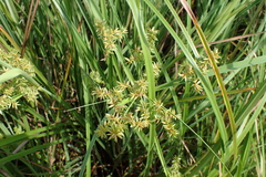 Cyperus javanicus