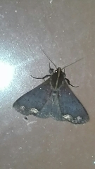 Rejectaria cocytalis