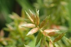 Cyperus javanicus