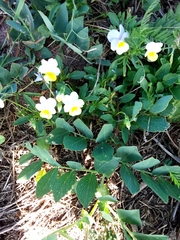 Viola arvensis