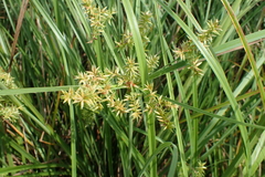 Cyperus javanicus