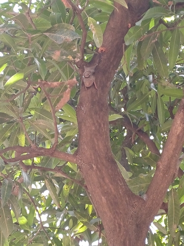 Mauritian Tomb Bat