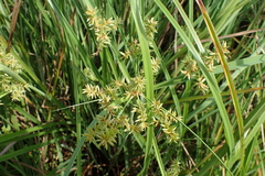 Cyperus javanicus