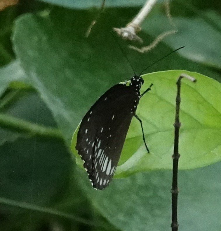 Common Crow