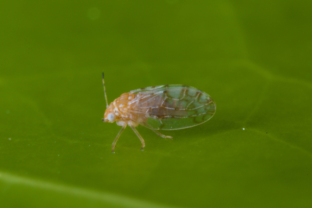 Agonoscena succincta