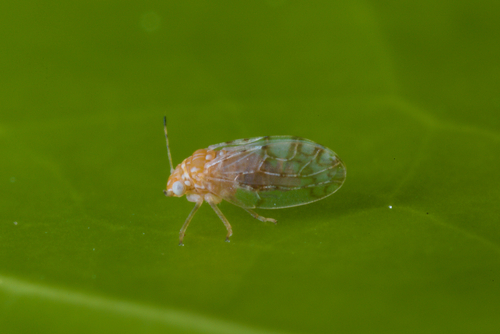 Agonoscena succincta