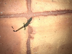 Sphaerodactylus continentalis