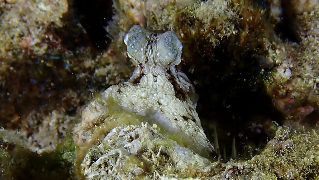 Bighead Octopus