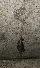 Limax maximus