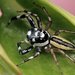 Phintelloides versicolor - Photo (c) Richard Ong, alguns direitos reservados (CC BY-NC), uploaded by Richard Ong