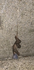 Limax maximus
