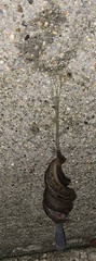 Limax maximus