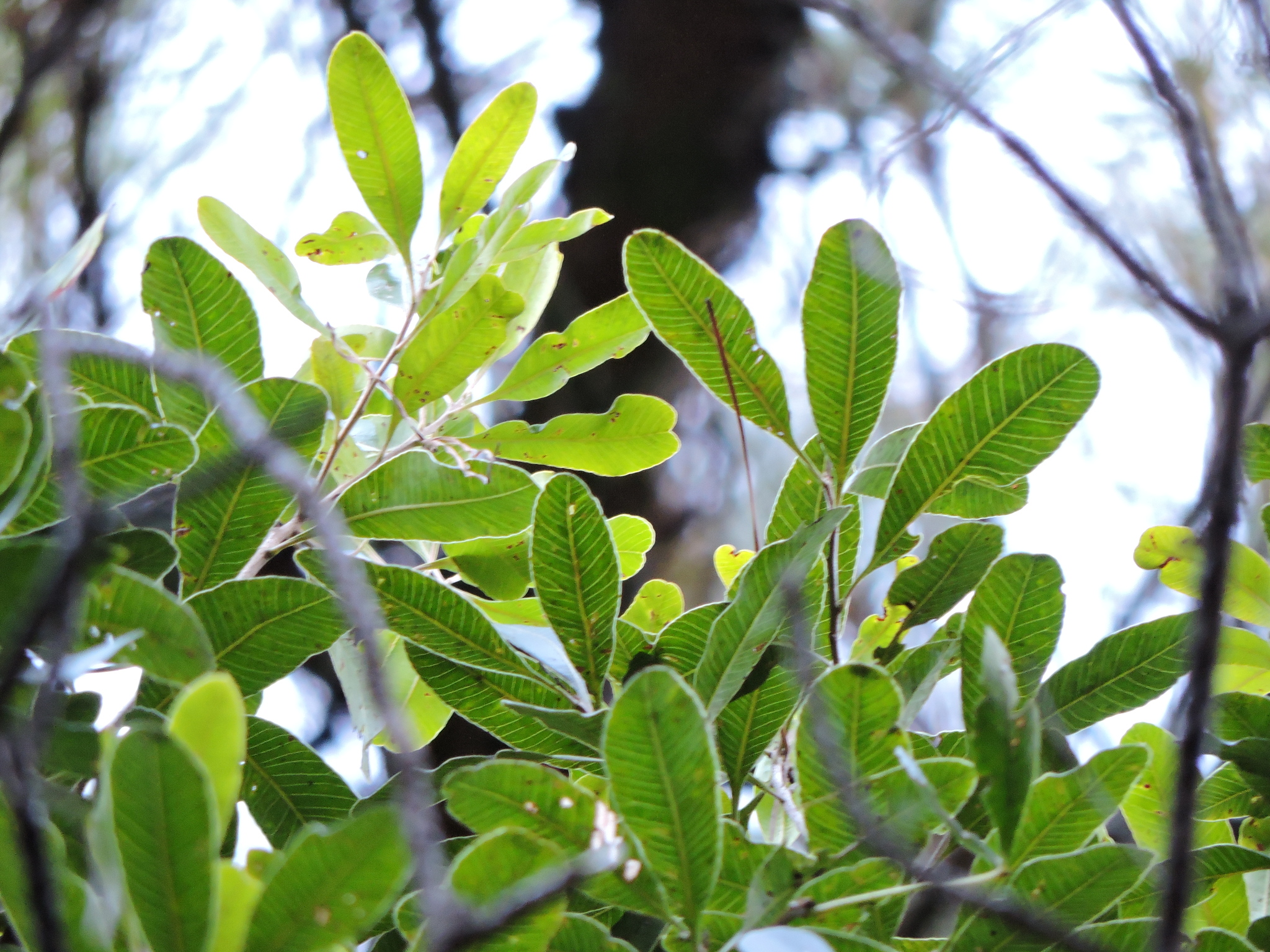 Lithraea brasiliensis