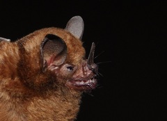 Carollia castanea