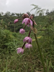 Spathoglottis plicata