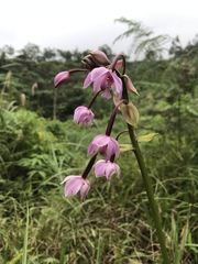 Spathoglottis plicata