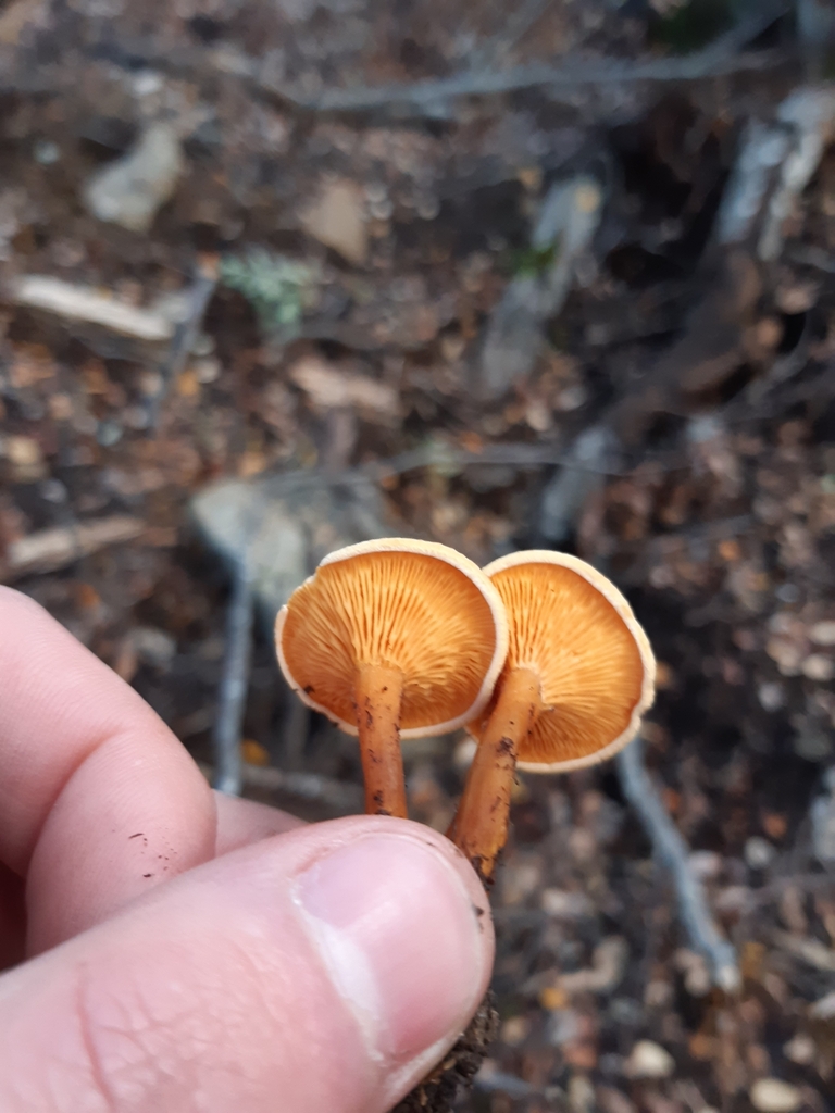 Hygrophoropsis coacta · May 2025 · photo: © georgecox (iNaturalist, cc0)