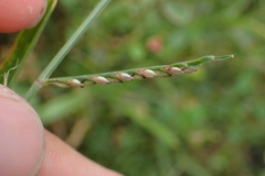 Urochloa subquadripara