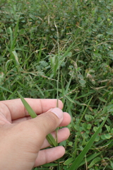 Urochloa subquadripara
